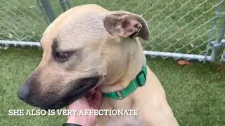 Meet Pebbles a Cur Black-Mouth currently available for adoption! 4/12/2025 6:01:35 PM