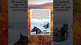 Yorkie Rescued by Neighbor&rsquo;s Horse During Texas Flood | True Animal Hero Story