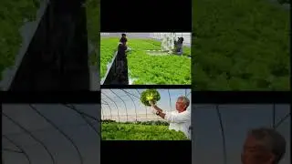 VEGETABLES RELOCATION PROCESS