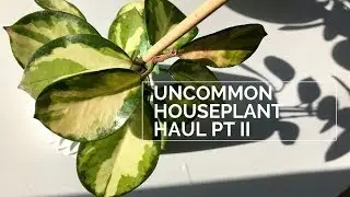 Semi Rare Houseplant Haul Pt II |Hoya Kerrii Variegata Reverse, Hoya Australis Lisa, Princess Jessie
