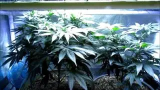 PissDrunx0420 Mars LED Grow: S2:E11 Dark Dragon SCROG Prep, ThunderHaze Auto Harvest