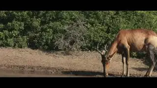 Hartebeest