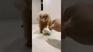 심심할틈이없는 노즈워크 장난감 #미소아라 #Roika