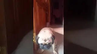 this is my pug's spray this is nice smell