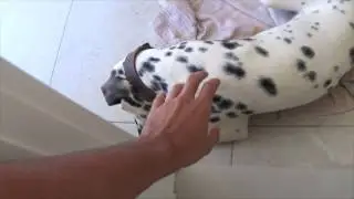 ASSUSTEI UMA D&Aacute;LMATA E OLHA NO QUE DEU!!!!!!!