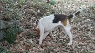 Chasse du lièvre aux chiens courants