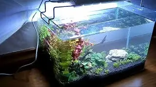Setup Low Tech Aquarium Tank for Betta Fishes ANIOKI Layout