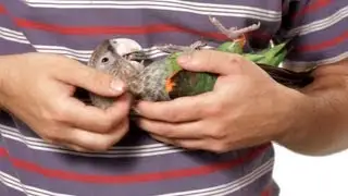 Как держать попугая | Дрессировка попугаев