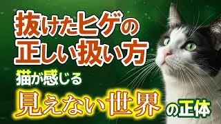 【猫スピリチュアル】捨てられない！愛しいヒゲ😻正解は〇〇すること✨
