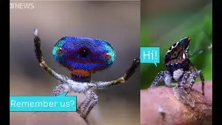 Australian Peacock Spiders - ABC News