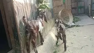 হ্যালো গাইজ আপনারা দেখছেন আমাদের তোতাপুরী ছাগলের বাচ্চা বয়স মাত্র ২৪ দিন 