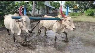 small Bullock cultivate agriculture land in village | Bullockcart reckala race| cow videos | Bullock