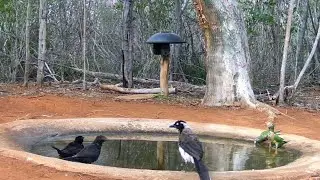 ATÉ O PERIQUITO VEIO BEBER ÁGUA...