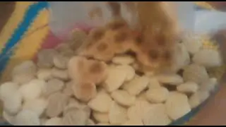 Biscoito De Maizena Feito Na Panela Eletrica De Arroz
