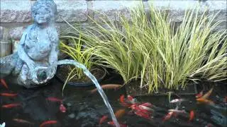 Small fish pond in back garden Capel Le Ferne