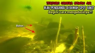 CARA Mengatasi Ikan Sapu-sapu Di Lapak Rakit || 100% Umpan Aman Dari Ikan ini