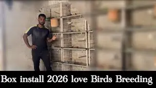 Love Birds Breeding Season 2025-26 Box Lagane ki Tayari Visual to Visual pair Palefallow Breeding