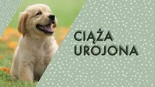 CIĄŻA UROJONA U SUK