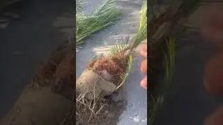 انواع الفسائل المجذر البرحي والمجهول