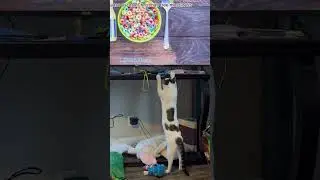Cat named Cash is frustrated with the characters on t.v.