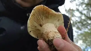 Diferencias de Russula chloroides con Russula delica.