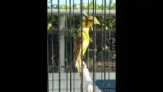 canarino Japan Hoso - Patrizio A. Rna 71ZP