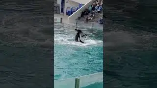 Killer Whale fun #daring  #funny #cute