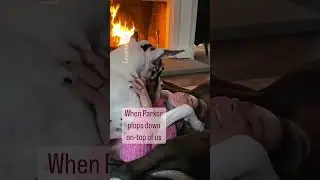 girl gets nearly suffocated by her great Dane 👍