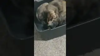 kitten defying gravity 🐈