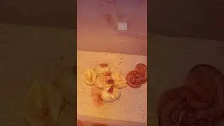 Akhirnya pecah telur juga. Telur ular menetas
