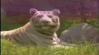 York's Wild Kingdom TV Commercial zoo Maine