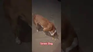 Street dog #dog #shorts #viral #ytshorts #amanandbully #ritikdogkennel #puppy