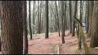 vagamon Pine Forest