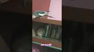 Play Time 😘😍🦜 #cockatiel #birds #ytshorts #shorts #birdlovers