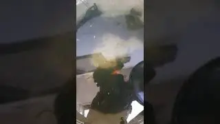 moli ahir nya punya anak #ikanmoli