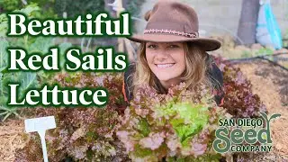 How to Grow Red Sails Lettuce: PLANTING to GROWING CONDITIONS to HARVEST