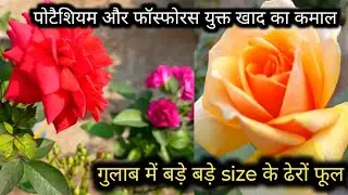 How to get lots of big size flowers from rose plant।गुलाब में बड़े बड़े size के ढेरों फूल कैसे पाएं 