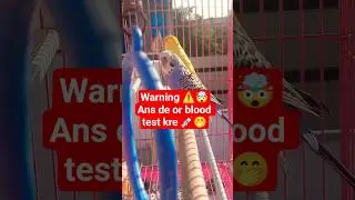 Funny Joke Sunte Hi Budgie Ka Reaction 😂🐤 | Cute Bird Comedy 🐦