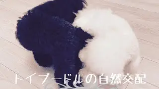 犬のブリーディング　Dog Breeding