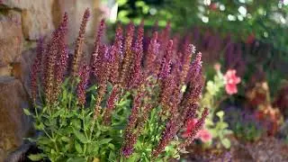 Perennial Salvia (Salvia x superba)
