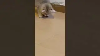 silly kitty 🤪