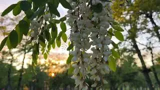 Звуки природы. Белый шум.Звук ветра для сна.#deepsleep #sleep #nature #wind #sleeping #whitenoise
