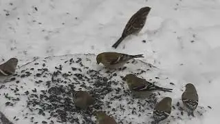 Lots of birds at the Bird Feeders.