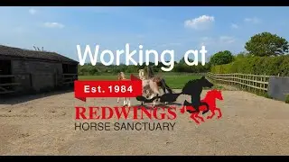 Meet some of the Redwings team!