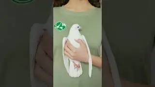 #pet#beautifulfancypegion #whitepigeon #pegion #viralvideo#fancypigeonfarm#kabutar
