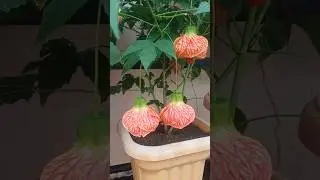 #shorts#lanternhibiscus#