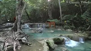 Baby Lullabies and Nature Sounds