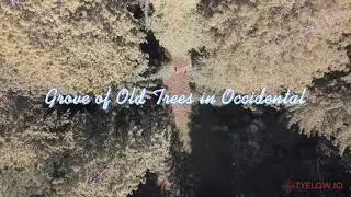Grove Of Old Trees Occidental, CA