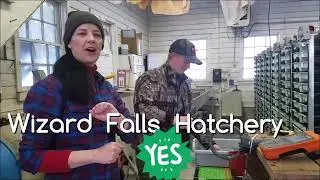 Wizard Falls Hatchery pit-tagging smolts