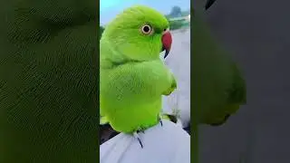 Parrot talking   #parrot #talkingparrot  
